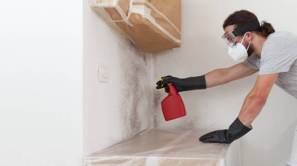 Professional Mold Removal technician working in Linden, MI