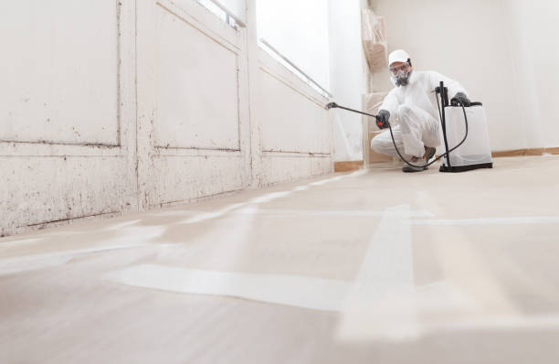 24/7 Emergency Mold Removal experts in Linden, MI