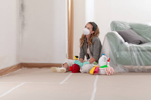 Reliable Mold Removal contractor in Linden, MI by Car Mold Remediation