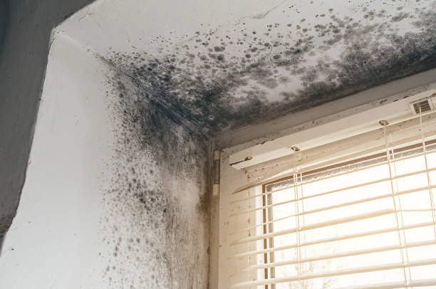 Affordable Mold Removal solutions in Linden, MI