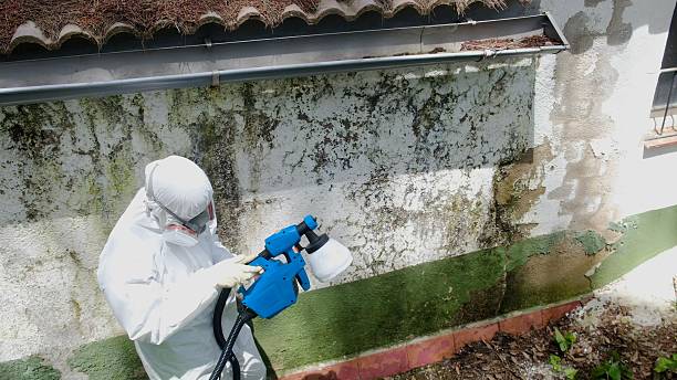 Top rated local Mold Removal specialists in Linden, MI